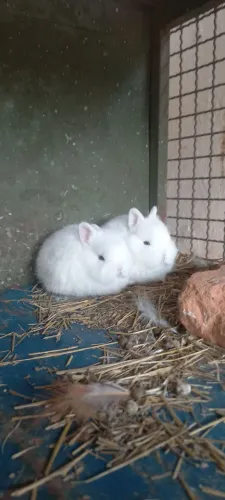 Vendo filhotes de mine coelhos