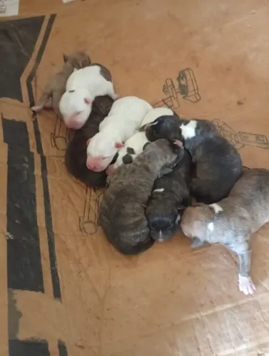 Vendo filhotes de Pit Bull