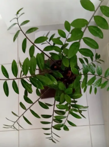 Planta Zamuiocuca natural