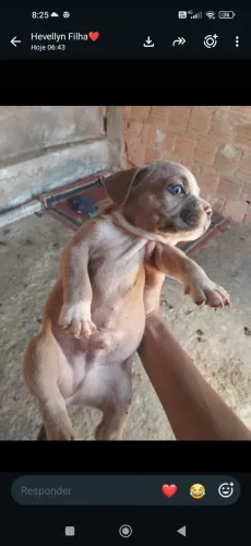 filhotes 2mês American Bull o último da foto pai /mãe/ filho