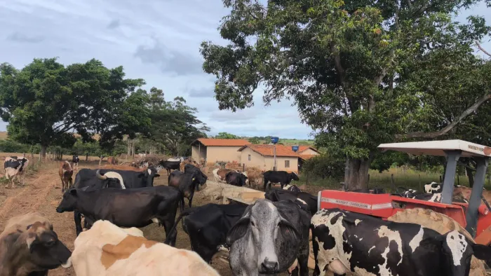 Vacas e emplemento!!