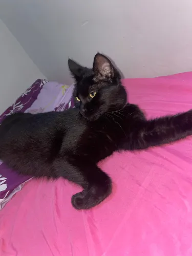 Gata adoção responsável
