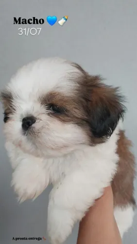 Shih-tzu Machos