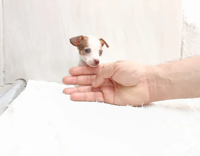 Pinscher N1 LINDO!