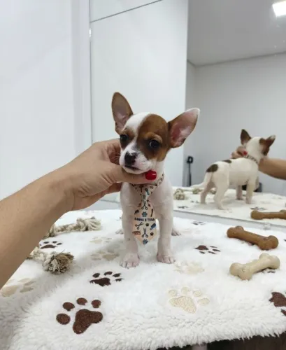 Mini Pinscher Especial