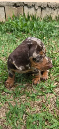 Belissimo dachshund, bassê, salsicha. Arlequim.