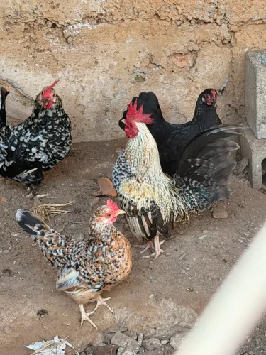 Garnize nanicos galo frangos frangas galinhas
