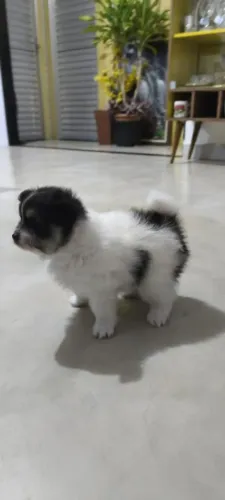 Filhote de lulu machinho bicolor 