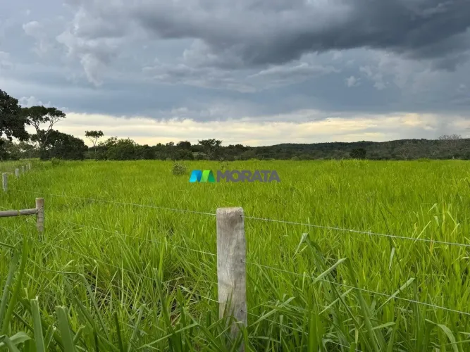 FAZENDA À VENDA - 81 HECTARES - CORDISBURGO