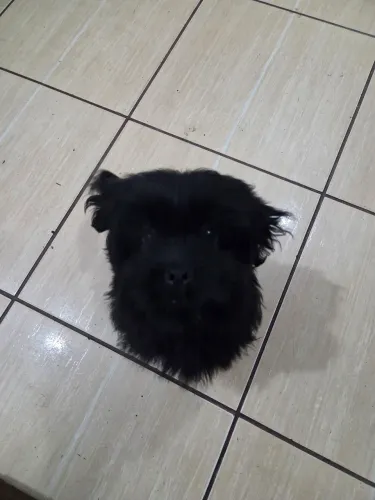 Shitzu preto macho 2 meses