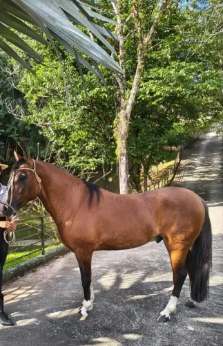 Cavalo crioulo