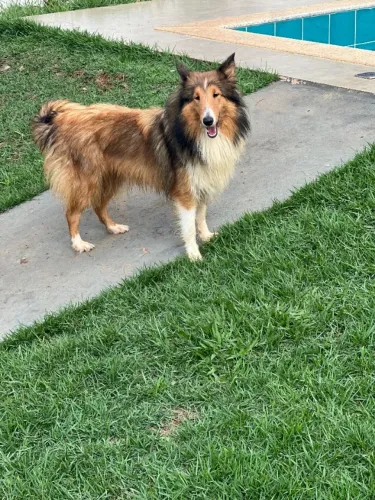 Vendo Filhotes de Pastor de Shetland com Pedigree