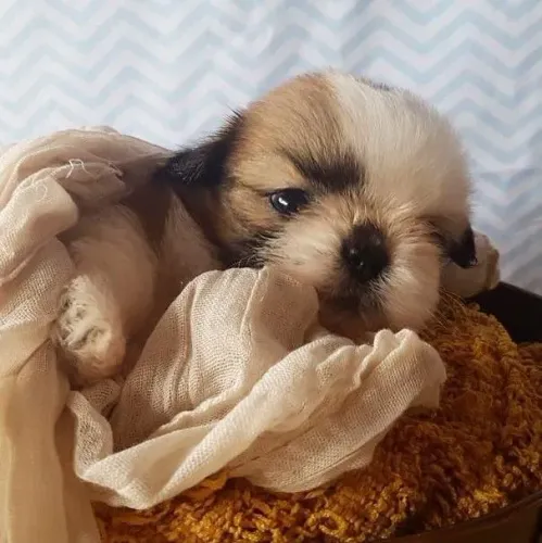 Shih Tzu adorável 
