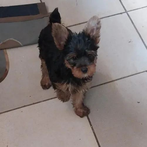 Vendo Yorkshire MACHO 4 meses! VACINADO E VERMIFUGADO