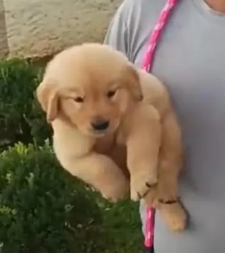 Golden retriever parceria gigante 