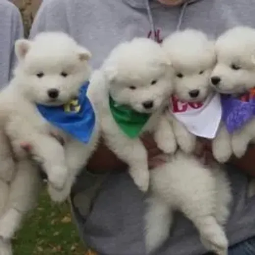 Samoyeda,Samoyeda Filhote Disponível Alta Qualidade
