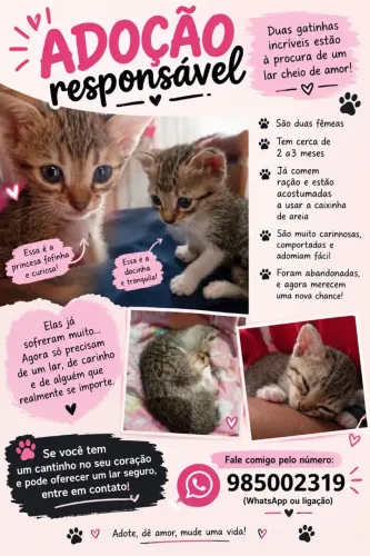 Doação de duas princesas ?
