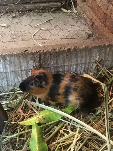 Porquinho da india 