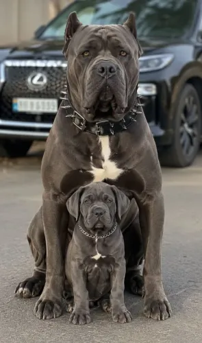 Cane corso c- parcelo até 18x pedigree grátis f