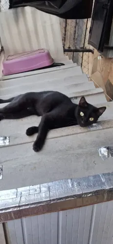 Gata fêmea castrada doação 