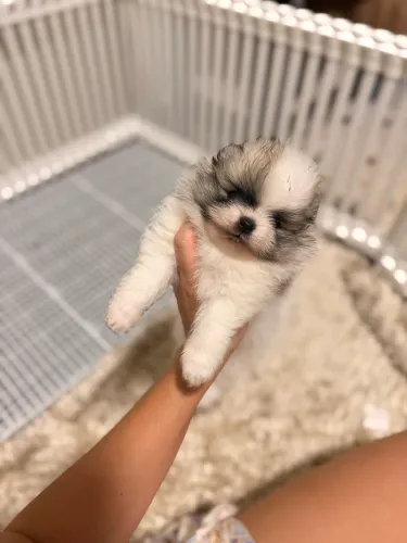 Spitz alemão macho branco com laranja 