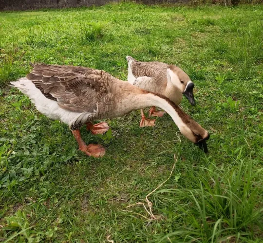 Casal de Ganso sinaleiro