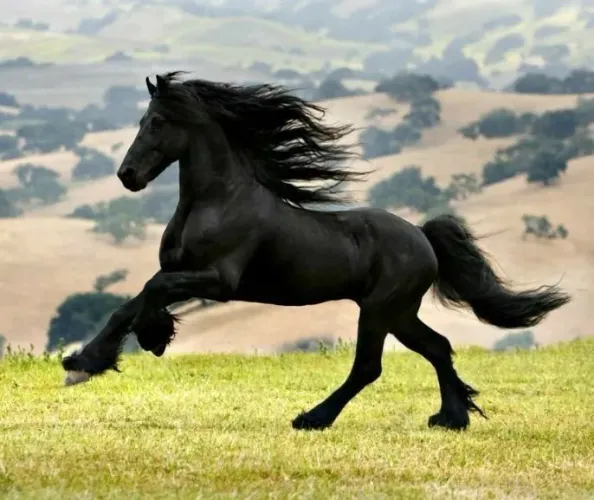 Estou vendendo este cavalo. (Aceito trocas.)