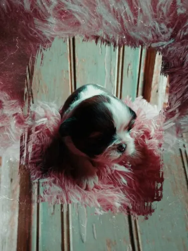 Shih Tzu