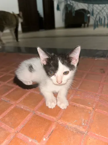 Gatinhos para adoção 