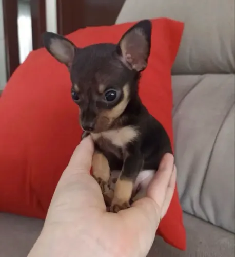 casal de pinscher miniatura 