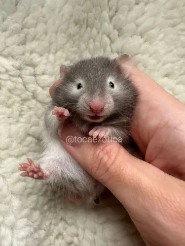 Hamster Sírio