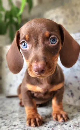 Dachshund, Perfeito e Lindo!!!! a Pronta Entrega.