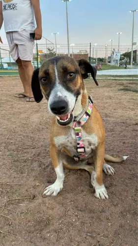 Adoção responsável e amorosa 