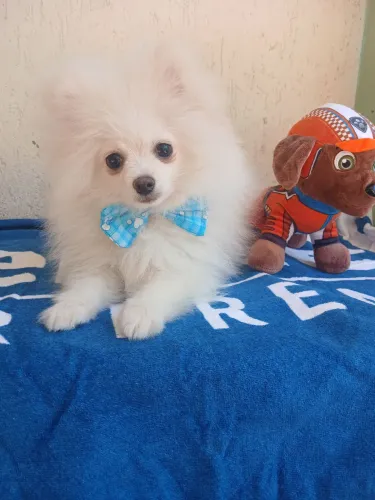 Spitz Alemão machos na promoção!!