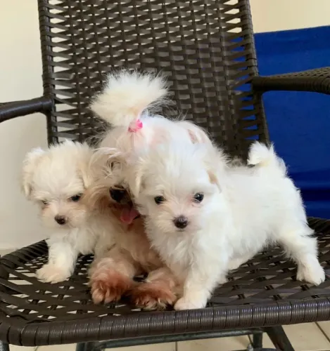 Lindos filhotes de Maltês mini