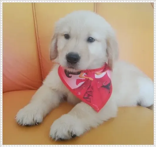 Filhote Golden Retriever com Pedigree.