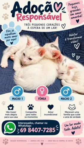 Doação de gatos
