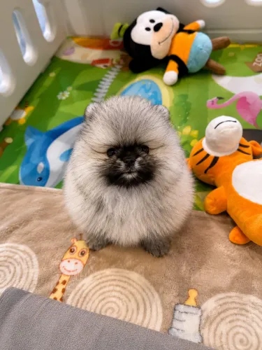 Fêmeas de Lulu da Pomerania lindas