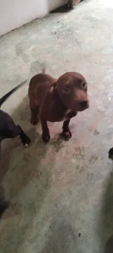 Cachorro Pitbull filhote 