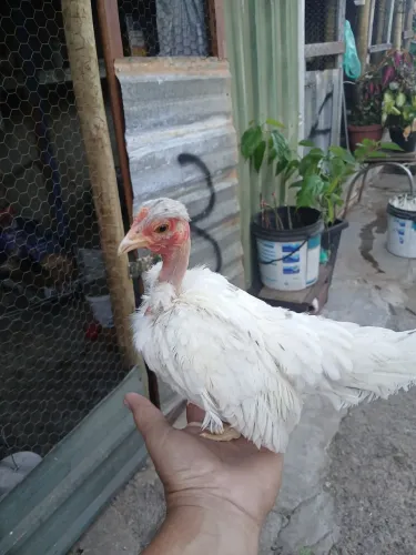 Vende se franga mestiça de serama