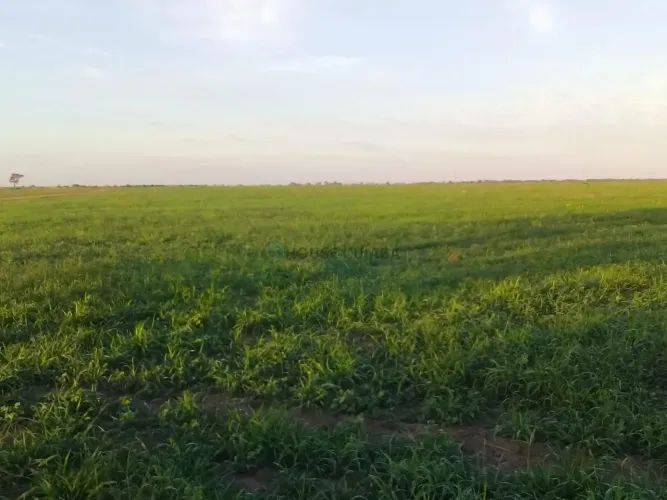 fazenda Entre Serra Nova Dourada e São Félix Araguaia MT