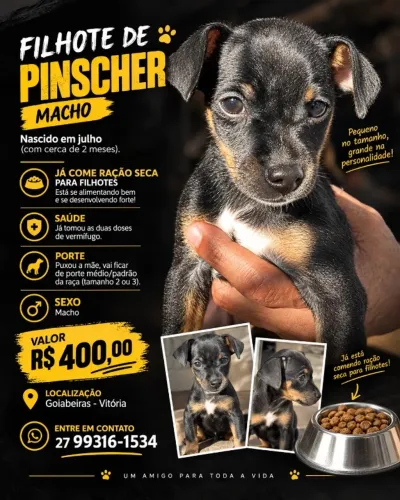 FILHOTE DE PINSCHER MACHO À VENDA