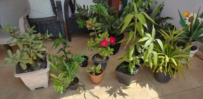 Conjunto de Plantas