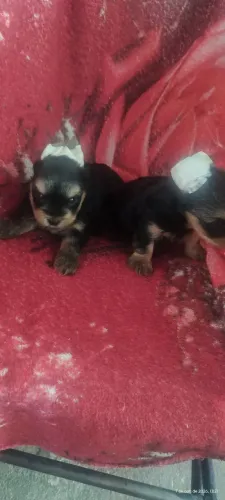 Lindos filhotes