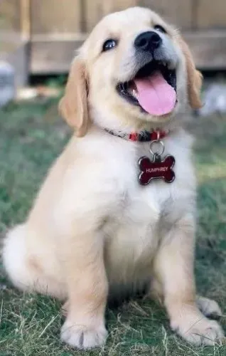 Golden Retriever - Companheiros De Energia Boa 