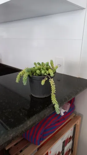 Suculenta 