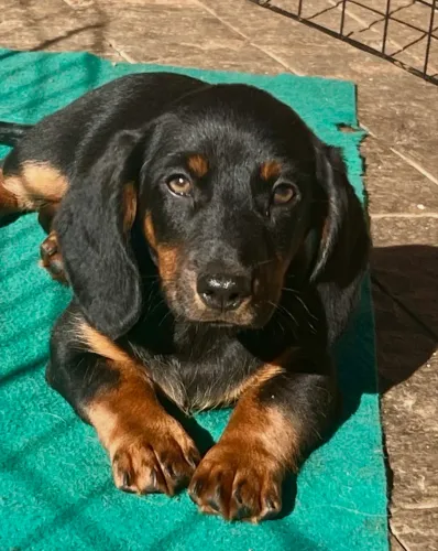 Machinho Teckel com pedigree