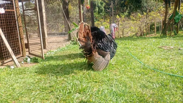 Vendo peru macho preto ou marrom. 150,00 