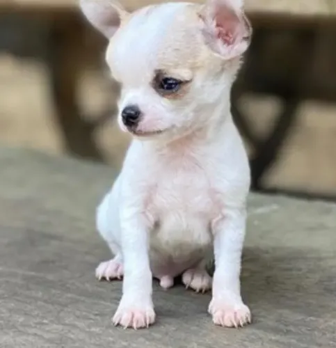 Chihuahua ideal para apartamento