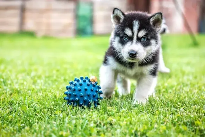 Filhote de Husky Siberiano Para Quem Busca Um Companheiro Inesquecível